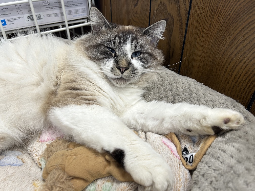 Flynn, clinic cat
