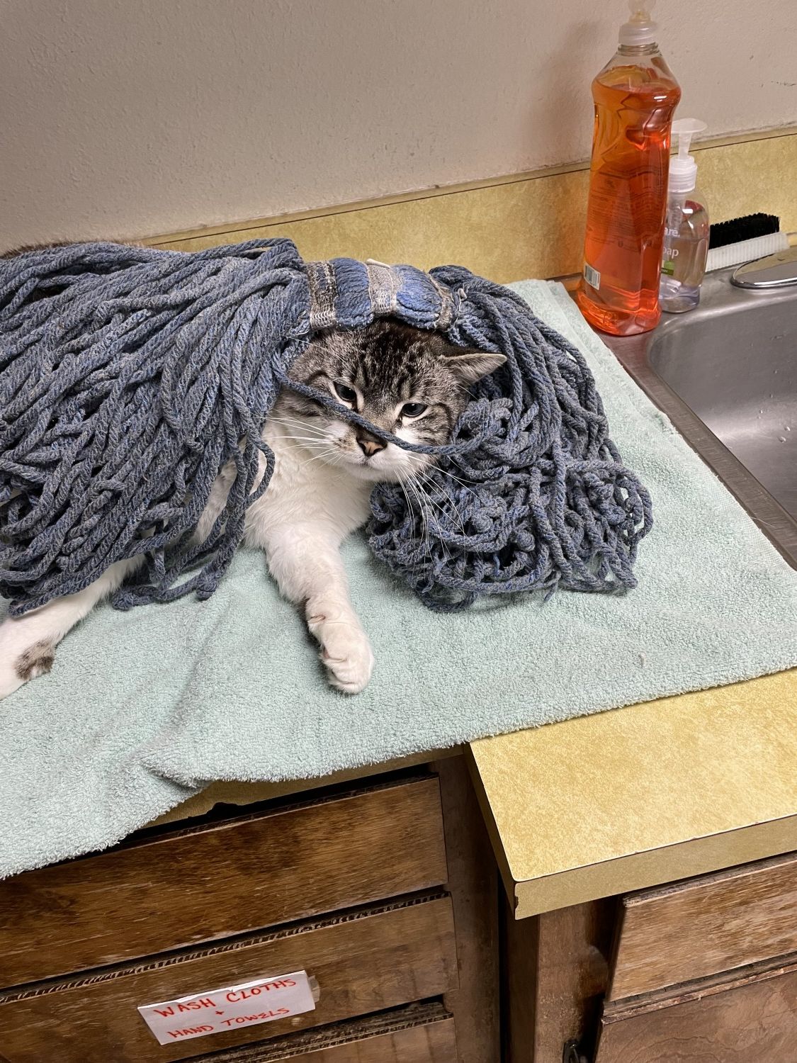 Walter, clinic cat