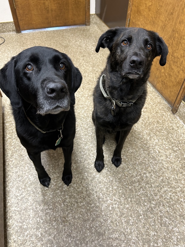 Marco and Remi